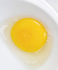 embryo in the egg albumen and yolk, organic eggs,