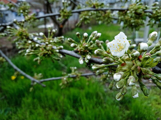 Fototapeta premium cherry blossoms in the old garden