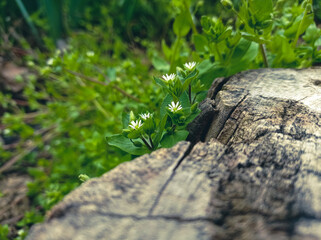 Chickweed grown near an old tree stump