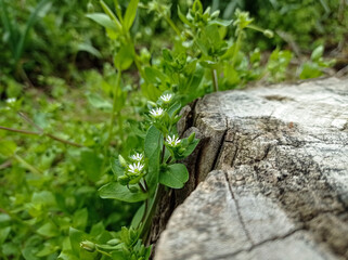 Chickweed grows on an old tree stump