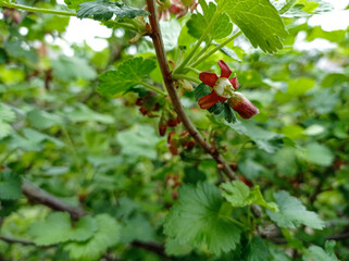 flowering gooseberry