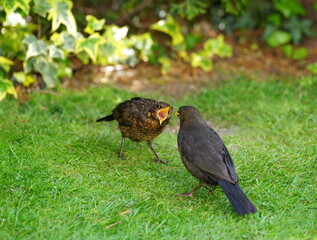 Garden,Habitat,Blackbird,Feeding