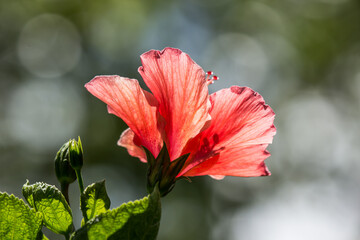 Close up Pollen of red Hibiscus rosa-sinensis