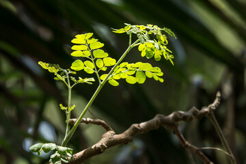 Horse radish tree