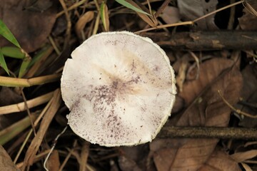 Amanita farinosa, commonly known as the Eastern American floury amanita, is a North American poisonous mushroom of the genus Amanita, a genus of fungi including some of the most deadly mushrooms.