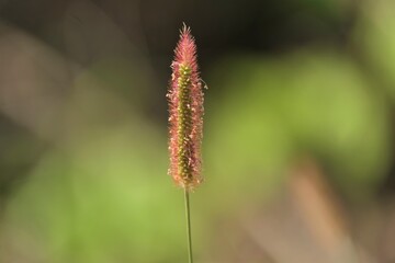 Setaria pumila is a species of grass known by many common names, including yellow foxtail, yellow bristle-grass, pigeon grass, and cattail grass.