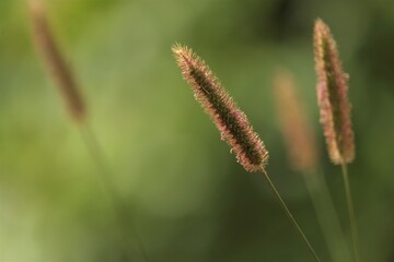 Setaria pumila is a species of grass known by many common names, including yellow foxtail, yellow bristle-grass, pigeon grass, and cattail grass.