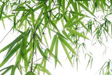 Green bamboo leaf for background.