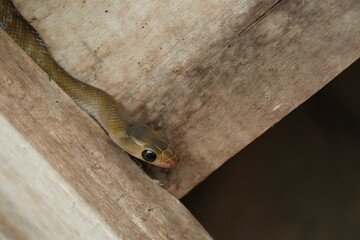 A rat snake, the family Colubridae, not venomous, usually hunt and kill mice by biting with their teeth and suffocate them by constriction of its own body.