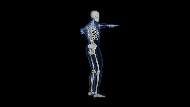 Man Skeletal System With Alpha Channel 
