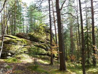 rock in the forest