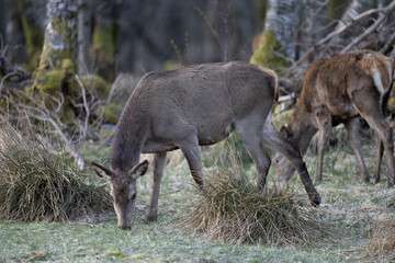 The red deer (Cervus elaphus)