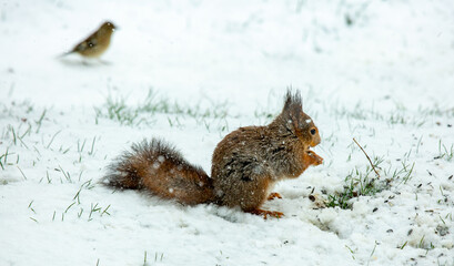 squirrel in snow storm