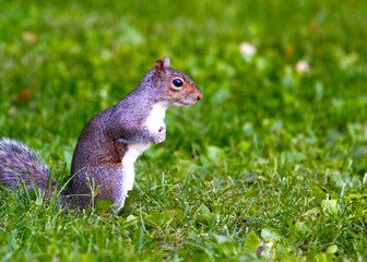 Squirrel on the grass, ready to eat!
