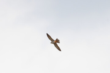 Hobby falcon in flight.