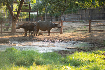Naklejka na ściany i meble The buffalo is resting under the tree after soaking in the mud.