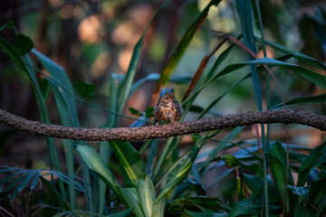 Grey - cheeked Fulvetta