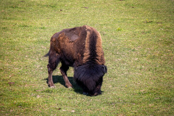 junger Bisonbulle