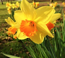 daffodils in the garden