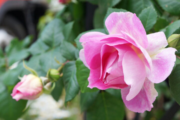 Fototapeta premium 薔薇（エーデルシュタイン）