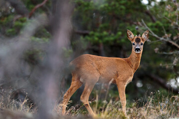 Naklejka na ściany i meble Young roe deer in the forest