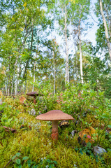 Mushrooms in the autumn forest (Kola Peninsula, Murmansk region)