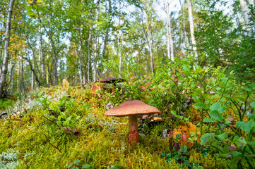 Mushrooms in the autumn forest (Kola Peninsula, Murmansk region)