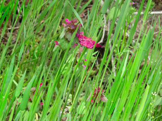 A butterfly that just stopped to rest on the glass