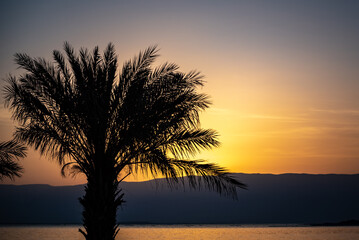 Sunrise silhouette of palm tree at the Dead Sea in Israel
