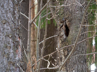 Trees in the spring forest close up. There is a hollow in the trunk of the nearest tree. Natural forest background.