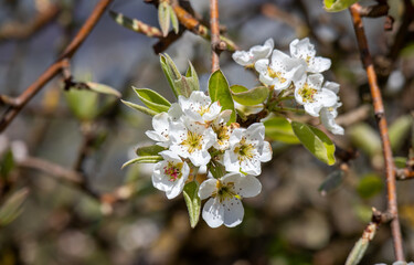 Apfelbaumblüte am Bodensee