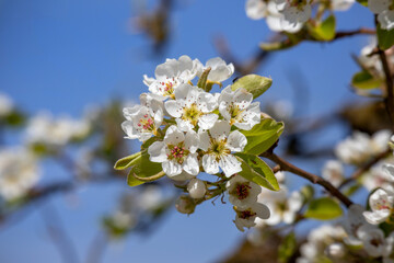 Obraz premium Apfelbaumblüte am Bodensee
