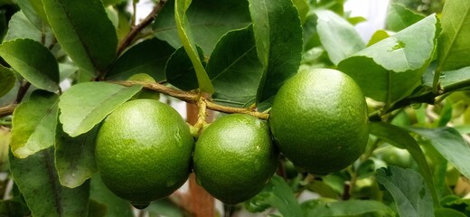 lime on tree