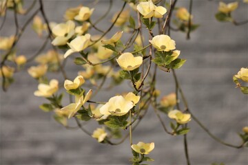 white cornus flowers against a grey wall