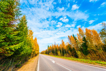 Country autumn road going downhill. Mixed forest. Cloudy weather. Autumn evening. Beautiful nature. Russia, Europe. View from the side of the road.