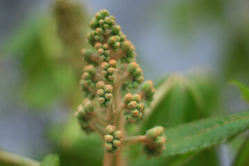 Green chestnut leaves. Springtime concept.