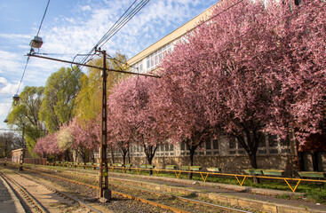 Ping flowers on blooming trees during spring