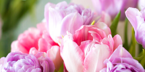 Beautiful bouquet of pink and lilac tulips. colorful tulips. nature background