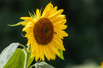 ひまわりと蜂 sunflower with bee#3