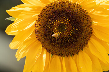 ひまわりと蜂 sunflower with bee#2