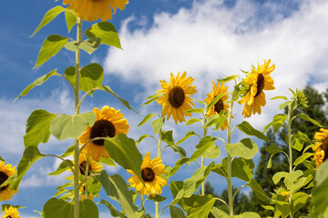 向日葵と青空 sunflower and Blue sky