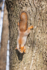 Squirrel in winter sits on a tree...