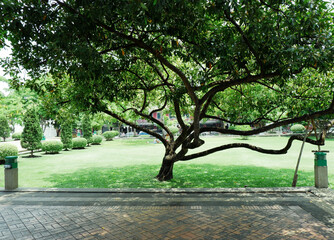 Gigantic tree in an empty public park on a long weekends