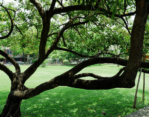 Beautiful branches shape of a gigantic tree in a public park