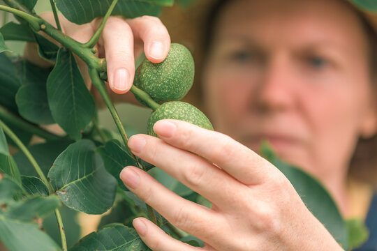 Female farmer examining walnut tree branches and leaves for common pest and diseases