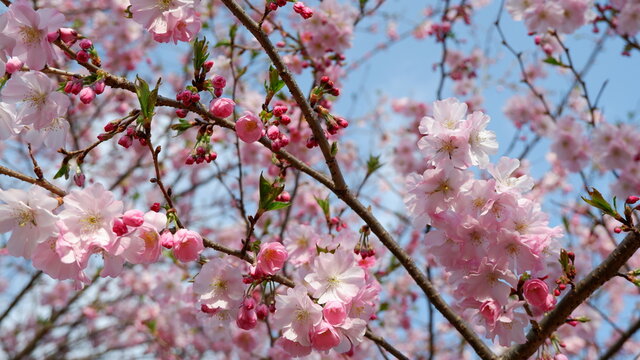 商用で使える桜の写真