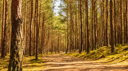 A road among pine forest in spring. Gdansk, Poland.