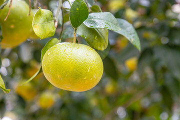 Yellow sweetie pomelo citrus fruit ripens on a tree branch at the organic household. Authentic farm series.