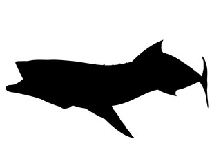 Silhouette of a Cobia Fish