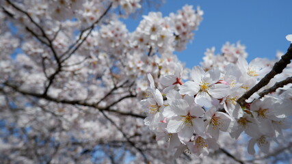 商用で使える桜と青空